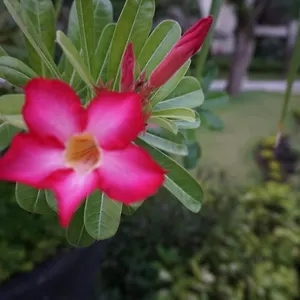 Ruby Nusa Dua Bali 2* Нуса-Дуа